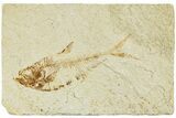 Fossil Fish (Diplomystus) - Green River Formation #233098-1